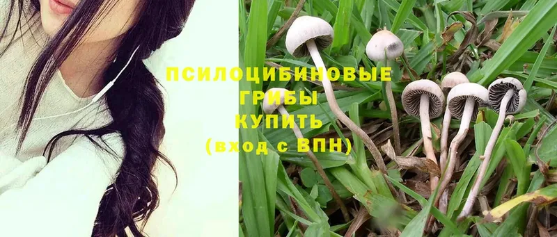 Галлюциногенные грибы Psilocybine cubensis Нерехта